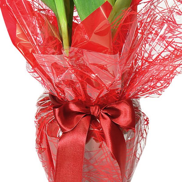 Tulipas Plantadas Presente