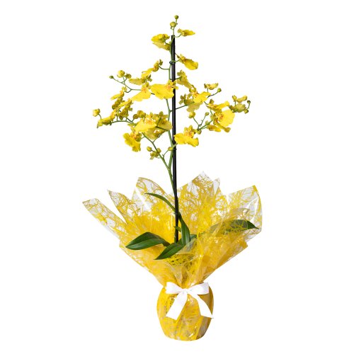 Mini Orquídea Chuva de Ouro