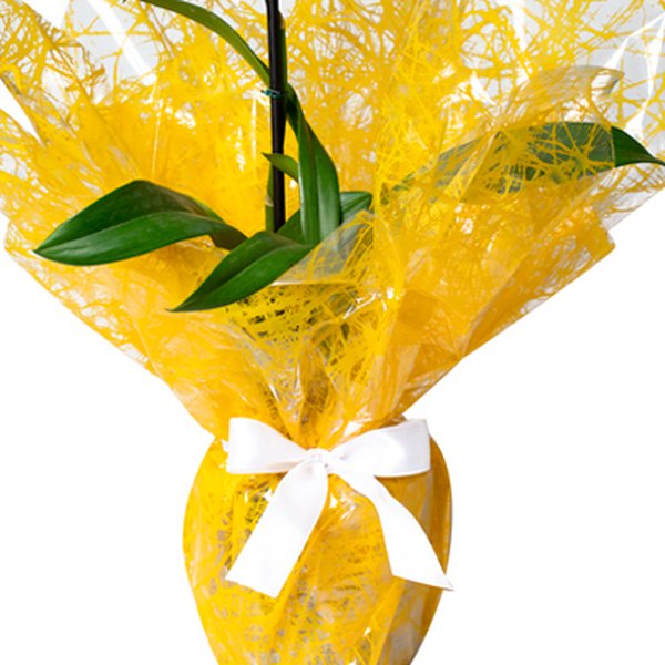 Mini Orquídea Chuva de Ouro
