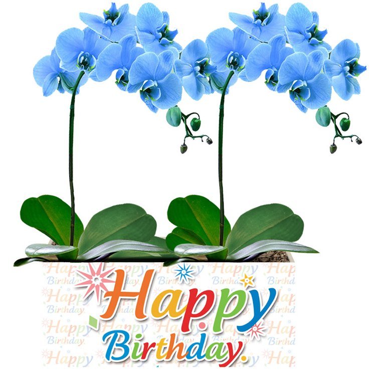 Happy Birthday com Orquídeas Azuis