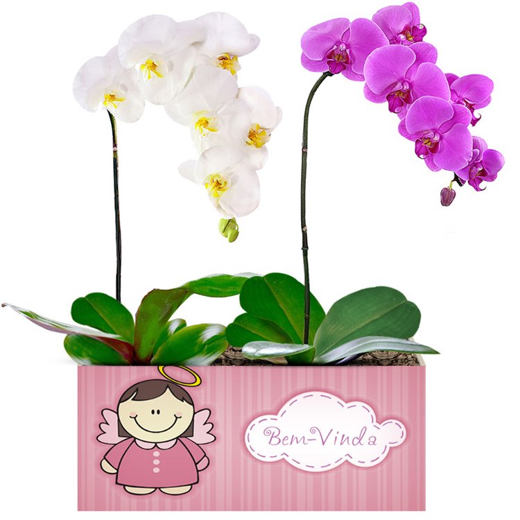 Bem Vinda com Orquídeas Pink e Branca