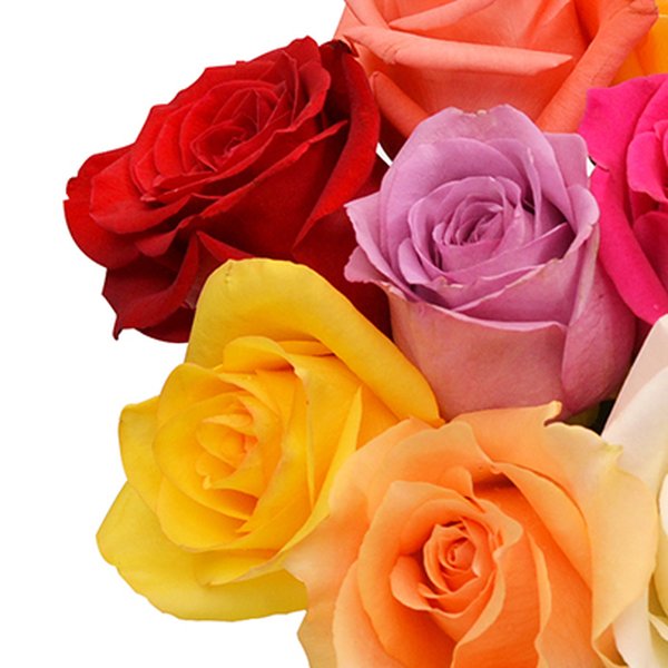 Surpresa de Rosas Coloridas no Vaso