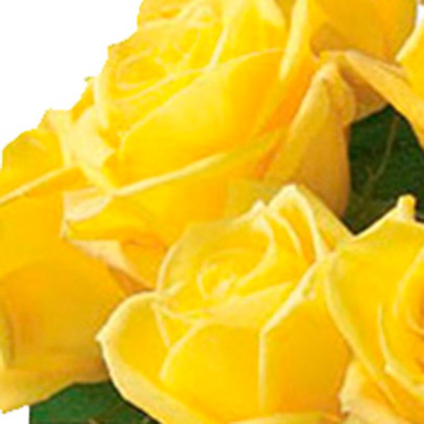 Luxuosas 24  Rosas Amarelas no Vaso