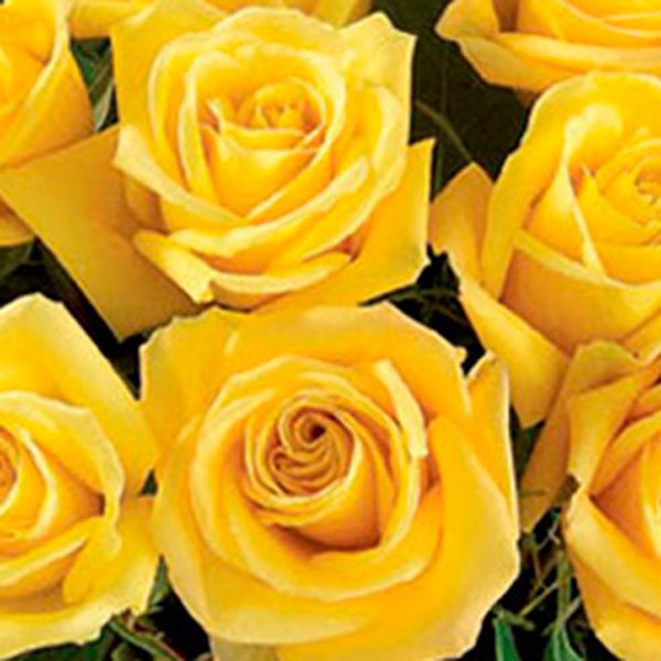 Luxuosas 24  Rosas Amarelas no Vaso