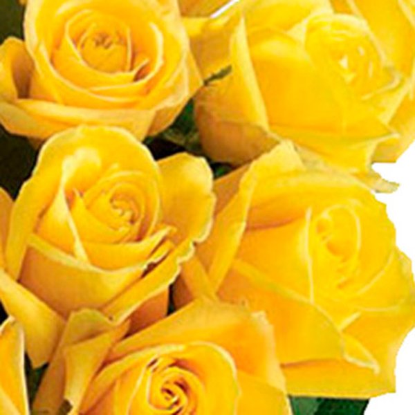 Luxuosas 24  Rosas Amarelas no Vaso