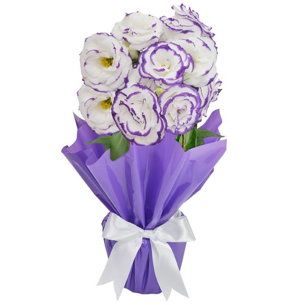 Lisianthus Plantado