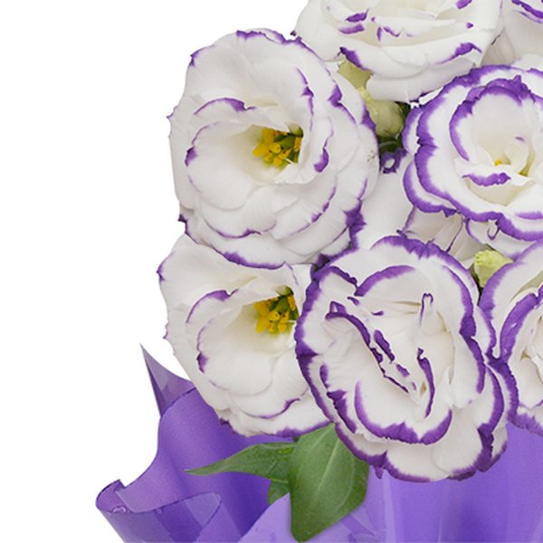 Lisianthus Plantado