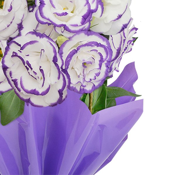 Lisianthus Plantado