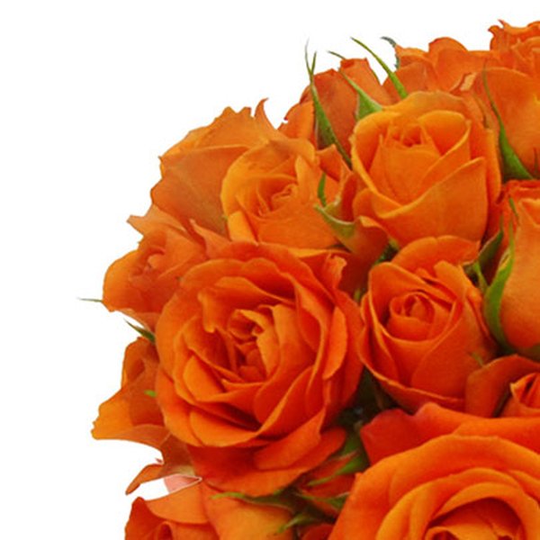 Brisa de Rosas Orange no Vaso