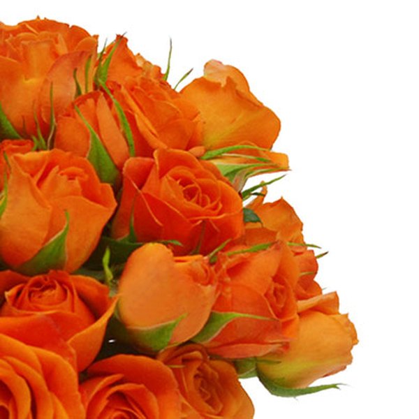 Brisa de Rosas Orange no Vaso