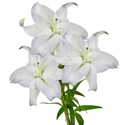 Lírio Branco - Galho com 3 Flores