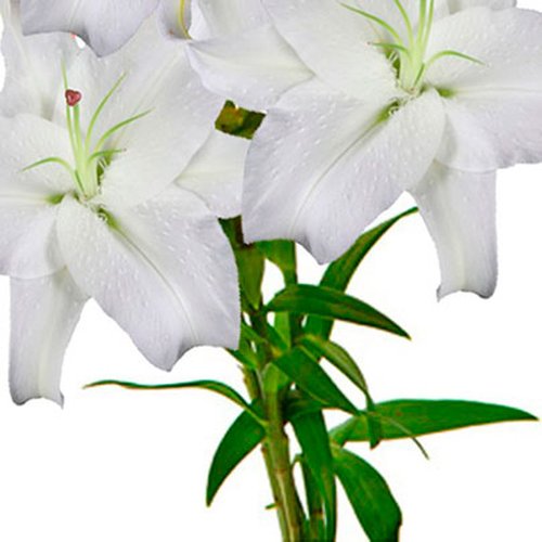 Lírio Branco - Galho com 3 Flores