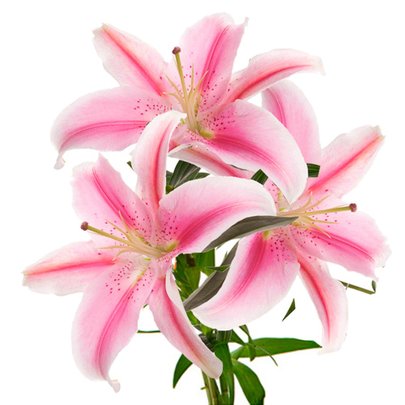 Lírio Rosa - Galho com 3 Flores