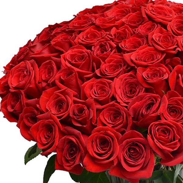 100 Rosas Colombianas no Vaso