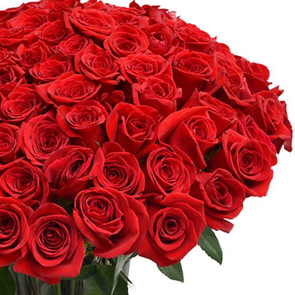 100 Rosas Colombianas no Vaso