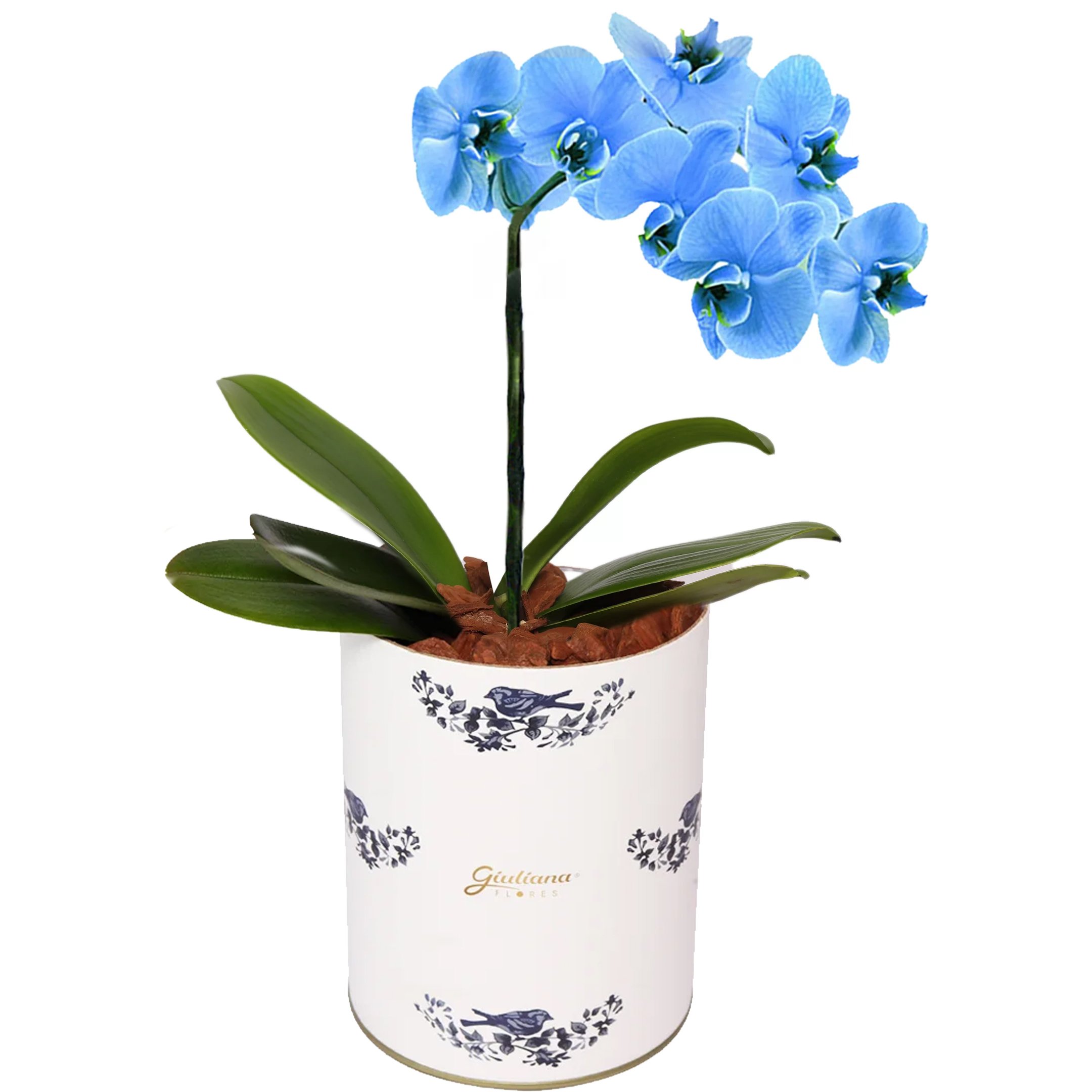 Glamurosas Orquídeas Azuis