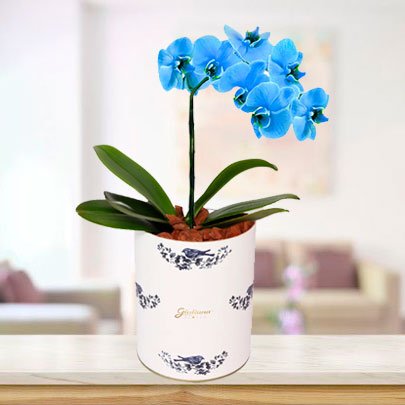 Resultado de imagem para orquídeas azuis