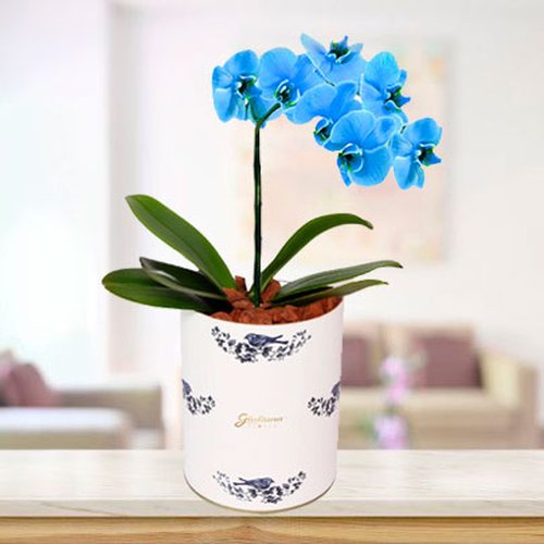 Glamurosas Orquídeas Azuis