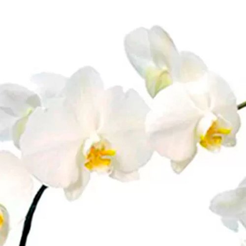Lindas Phalaenopsis Branca