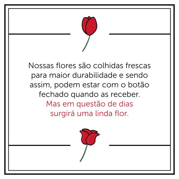 Lírio Laranja Para Dizer Que Te Adoro