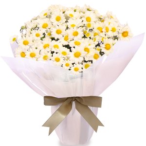 Imagem de Mini Vaso de Margaridinhas Plantadas