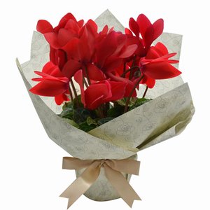 Imagem de Mini Cíclame Vermelho Plantado