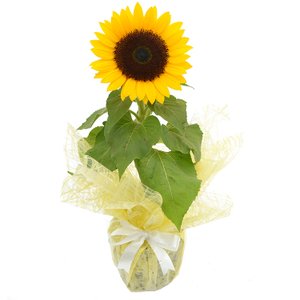 Imagem de Girassol Plantado Presente