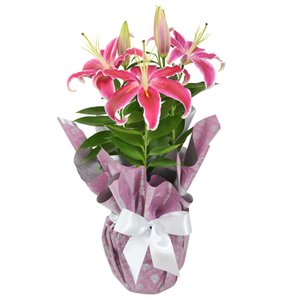 Imagem de Lírio Rosa Plantado