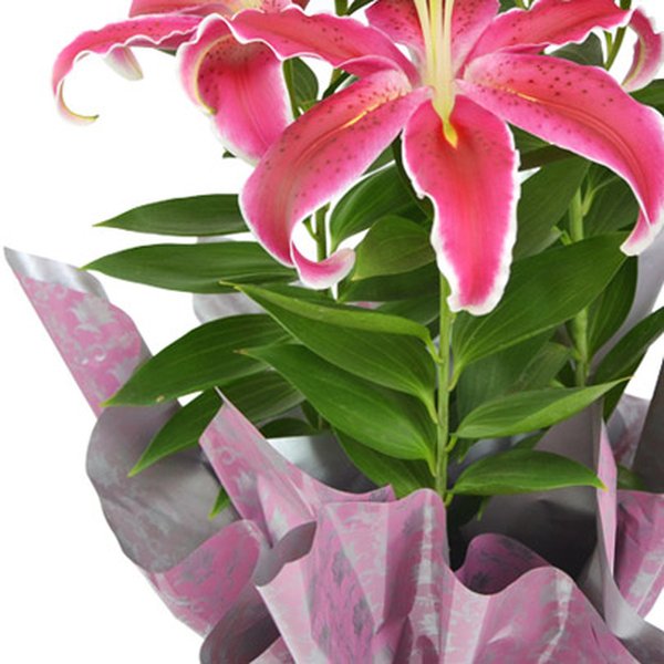 Lírio Rosa Plantado