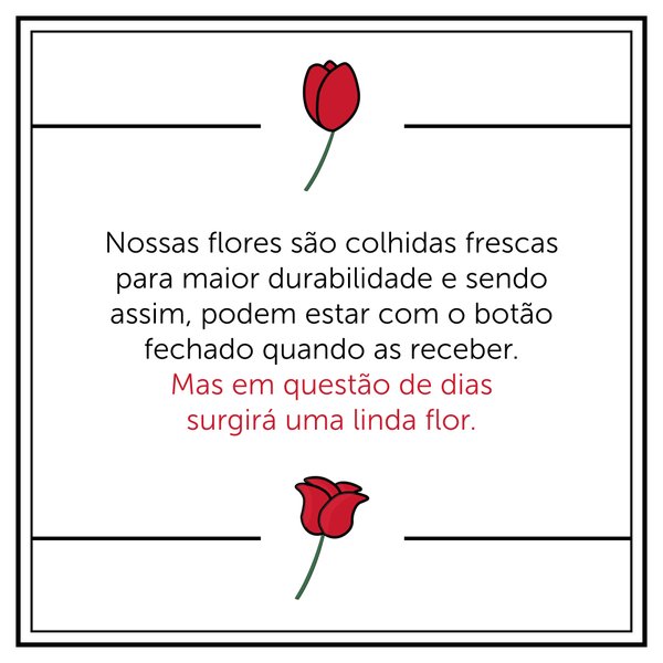 Lírio Rosa Plantado