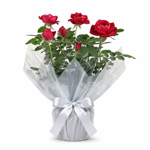 Imagem de Vaso de Mini Rosa Vermelha Plantada