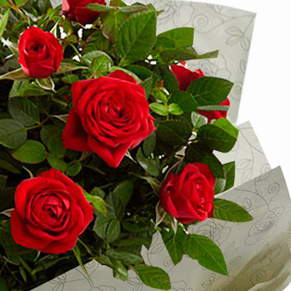 Vaso de Mini Rosa Vermelha Plantada