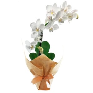 Imagem de Mini Orquídea Rara Branca