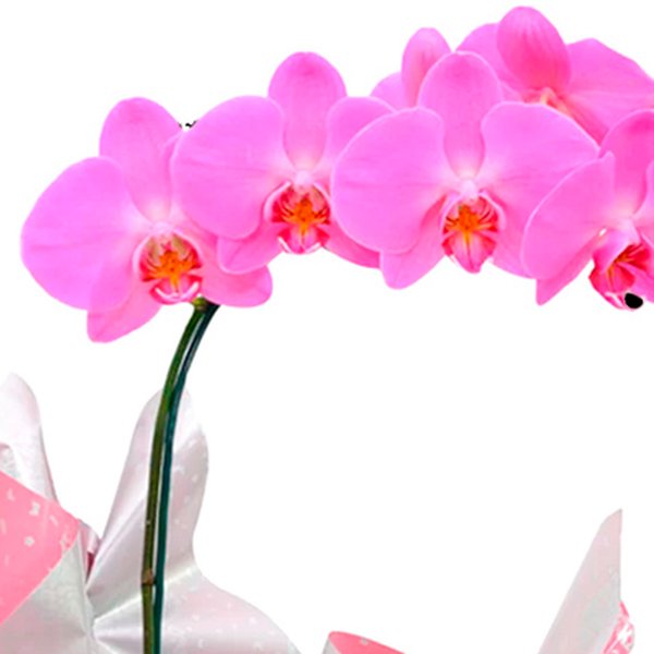 Orquídea Phalaenopsis Pink Presente