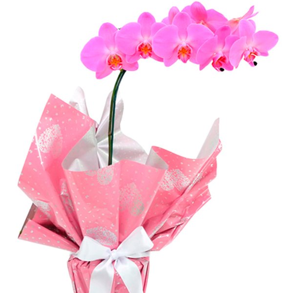 Orquídea Phalaenopsis Pink Presente