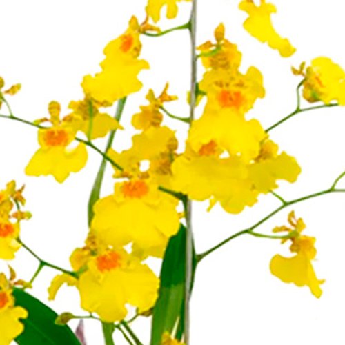 Orquídea Chuva De Ouro Presente