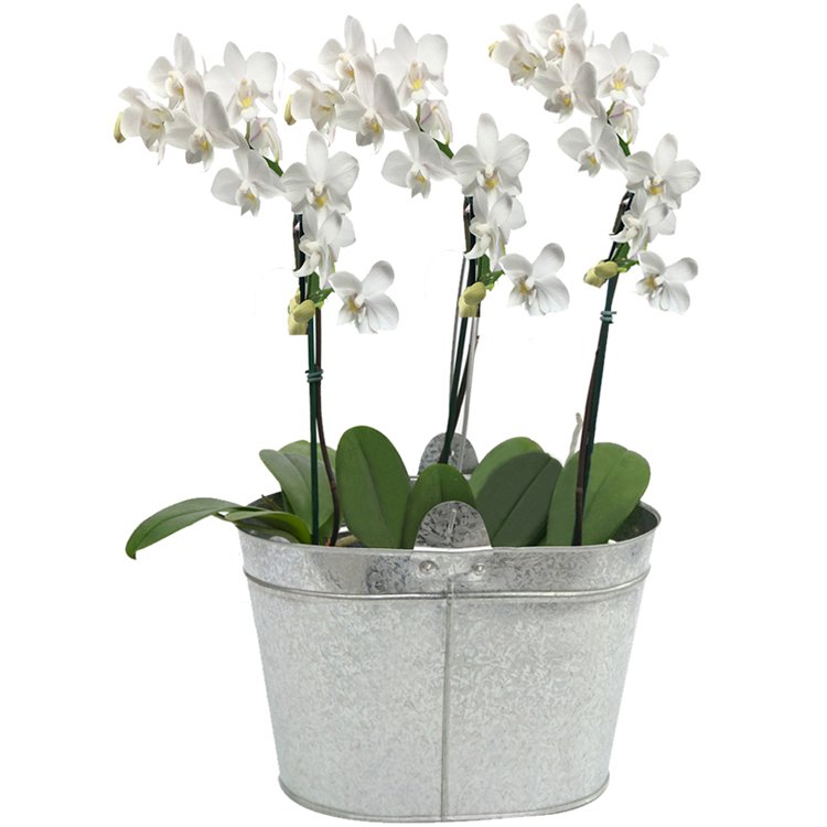 Nobres Mini Orquideas Brancas