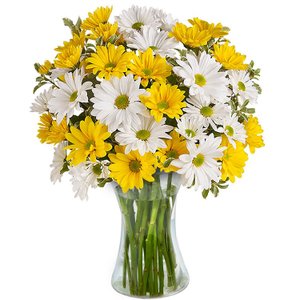 Imagem de Luxuoso Mix de Margaridas