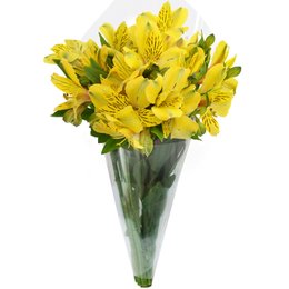 Imagem de Buquê de Astromélias Amarelas com 10 Unidades