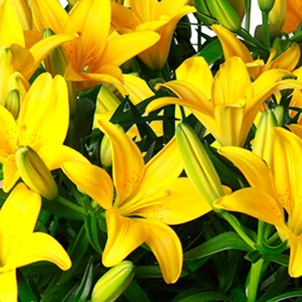 Jardim de Lírios Amarelos