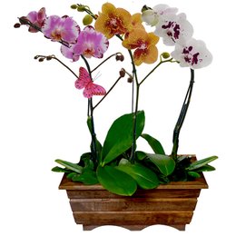Imagem de Jardim Phalaenopsis Sortidas