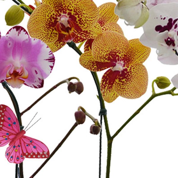 Jardim Phalaenopsis Sortidas