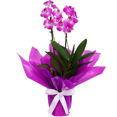 Orquídea Denphale Lilás Presente