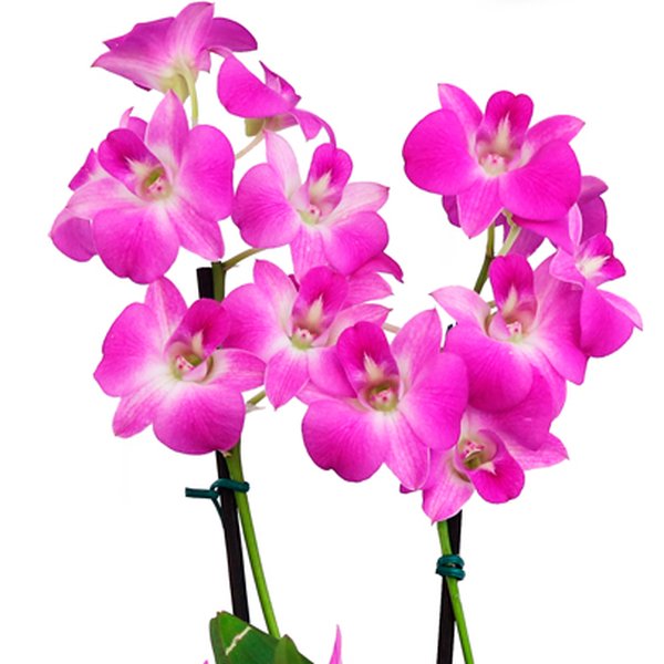 Orquídea Denphale Lilás Presente
