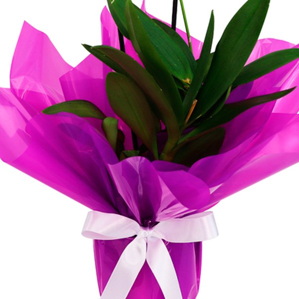 Orquídea Denphale Lilás Presente