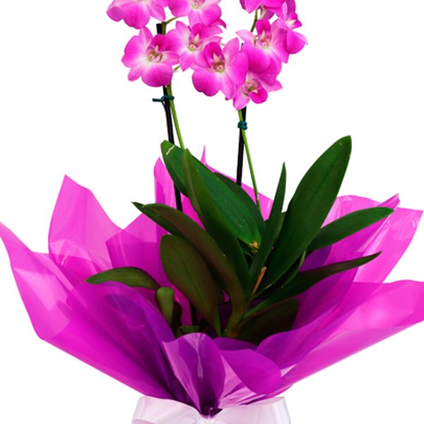 Orquídea Denphale Lilás Presente