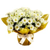 Linda Margaridinha Plantada