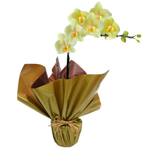 Orquídea Phalaenopsis Amarela Presente