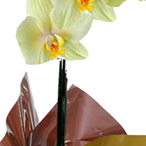 Orquídea Phalaenopsis Amarela Presente