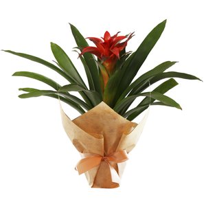 Imagem de Bromélia Plantada Presente